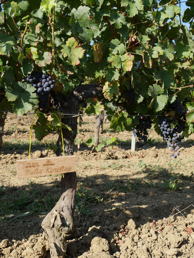 Виноградник на урожай